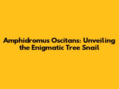 Amphidromus Oscitans: Unveiling the Enigmatic Tree Snail
