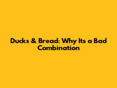 Ducks & Bread: Why It's a Bad Combination