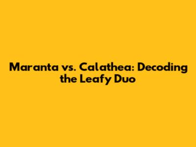 Maranta vs. Calathea: Decoding the Leafy Duo