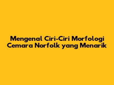 Mengenal Ciri-Ciri Morfologi Cemara Norfolk yang Menarik