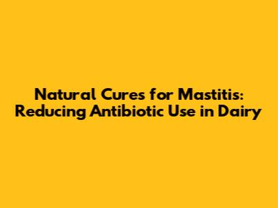 Natural Cures for Mastitis: Reducing Antibiotic Use in Dairy