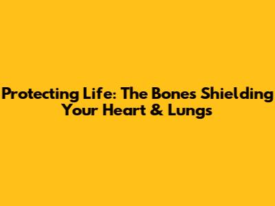 Protecting Life: The Bones Shielding Your Heart & Lungs