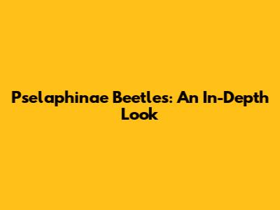 Pselaphinae Beetles: An In-Depth Look