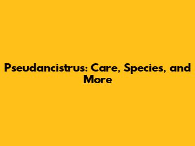 Pseudancistrus: Care, Species, and More