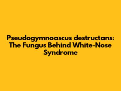 Pseudogymnoascus destructans: The Fungus Behind White-Nose Syndrome