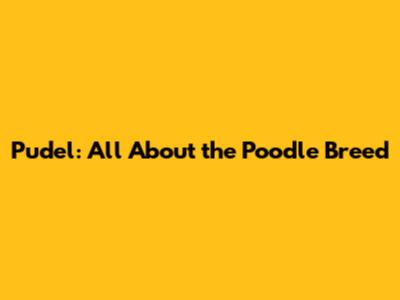 Pudel: All About the Poodle Breed