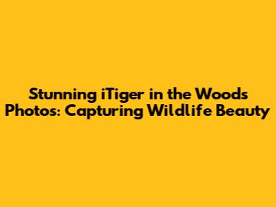 Stunning 'iTiger in the Woods' Photos: Capturing Wildlife Beauty